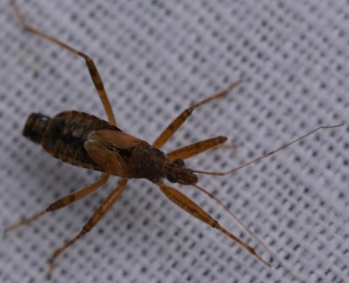 Réf. 267 230 : Himacerus apterus